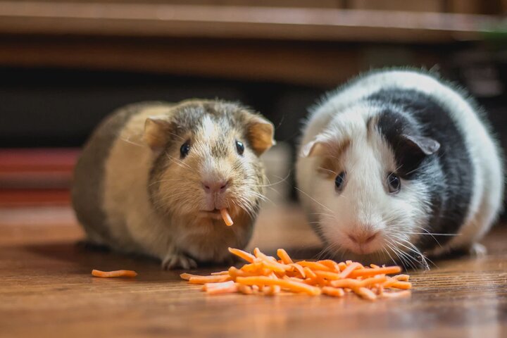 морские свинки едят морковь