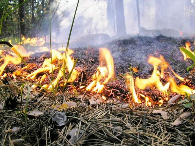 Лесной пожар полыхал под Джубгой