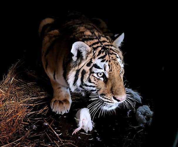 Фото: t.me/tigerhouse_spb