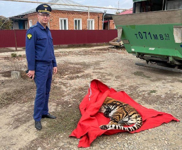 Фото: t.me/proc_23