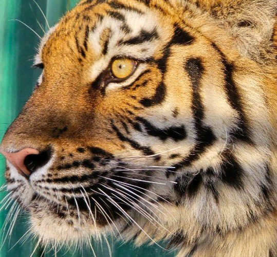 Фото: t.me/tigerhouse_spb