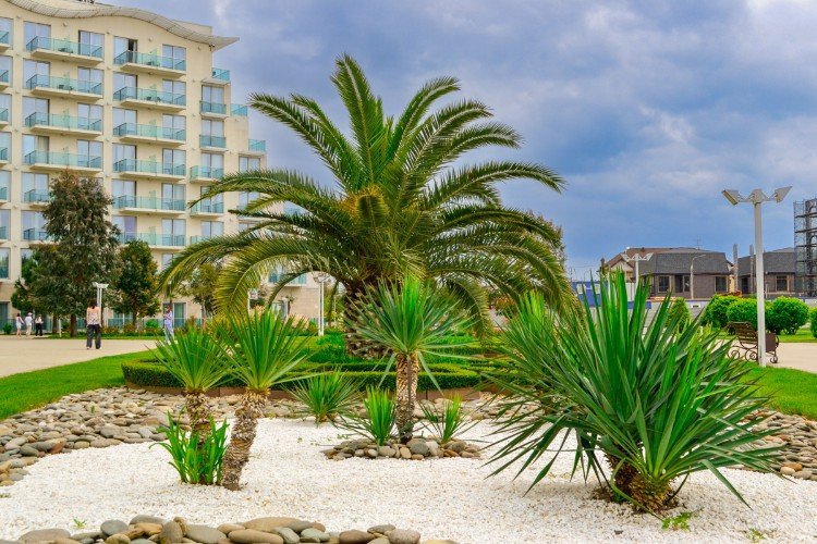 Пальмы в Сириусе