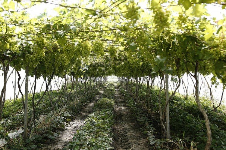 Виноградники.