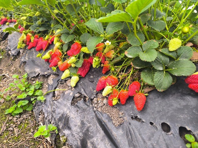 Урожай клубники в Сочи