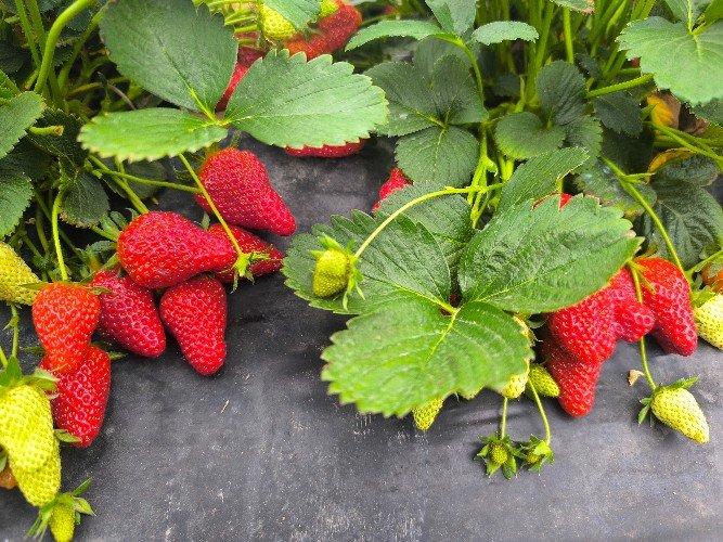 Клубника в Сочи