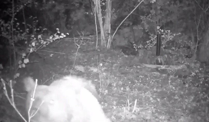 Медведь попал в фотоловушку в Туапсинском районе