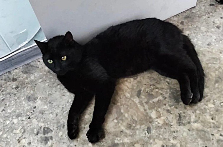 кот лежит на полу