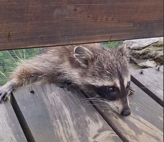Енот в нацпарке Сочи