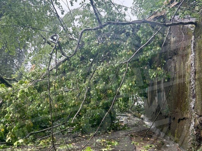 Рухнувшее дерево