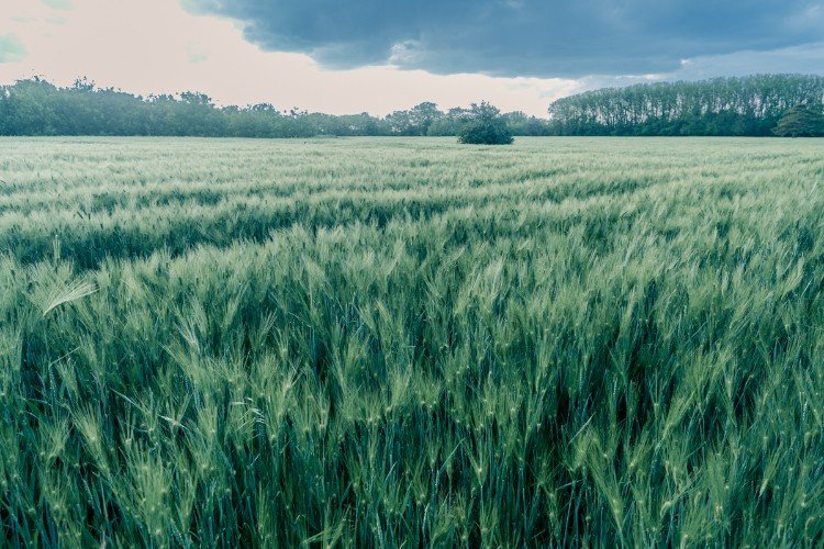 Сельхозземли Кубани