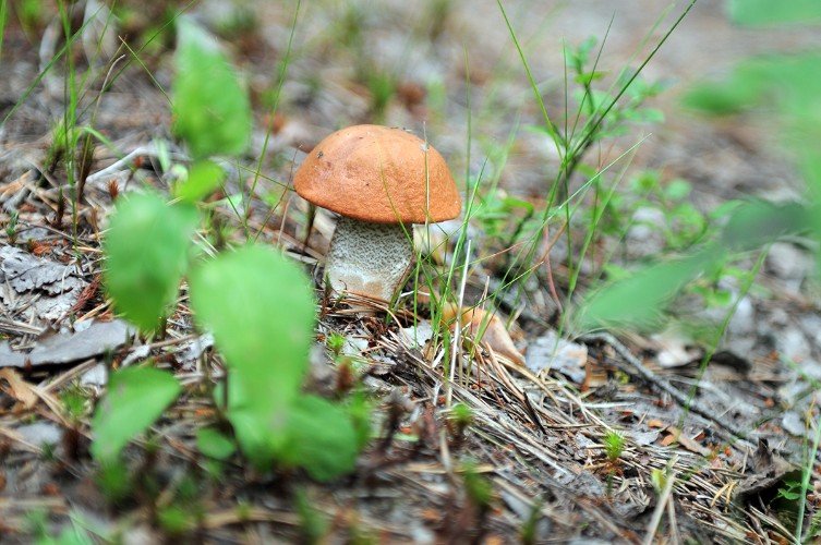 гриб растет в лесу