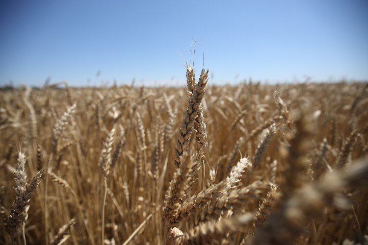 Пшеница