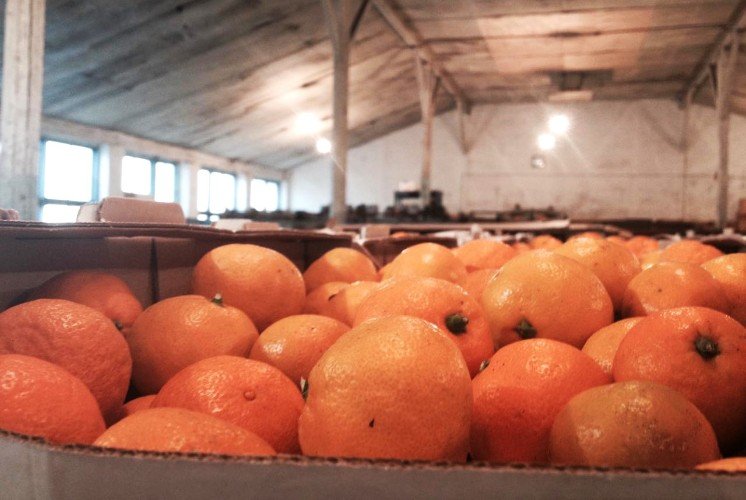 мандарины лежат в коробках