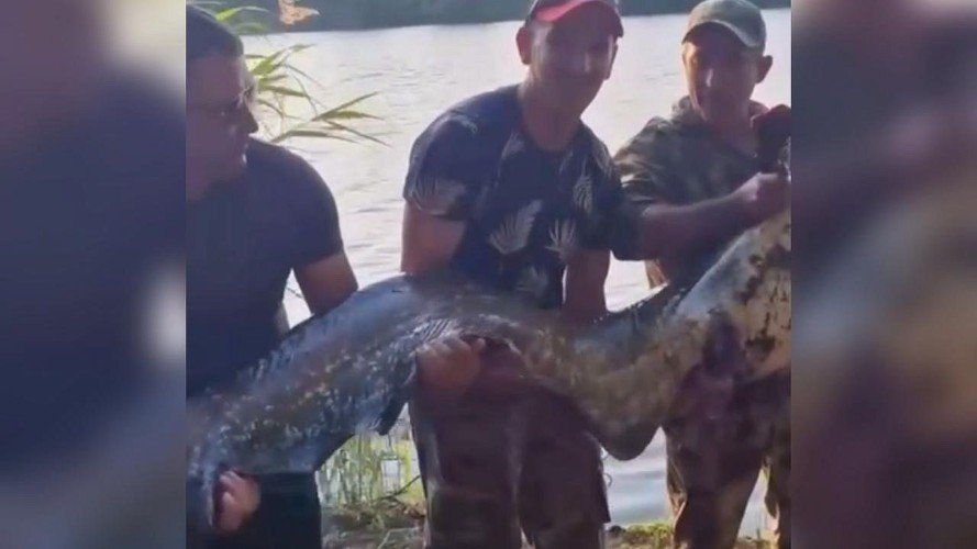 Огромного сома-«людоеда» выловили из реки в Краснодарском крае
