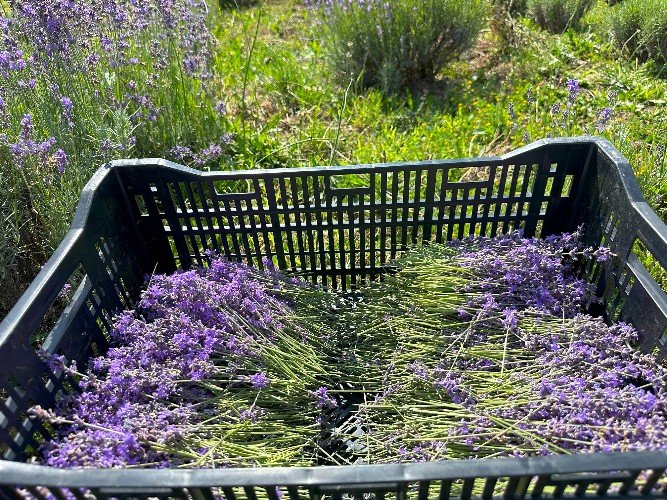 Лаванда в Сочи