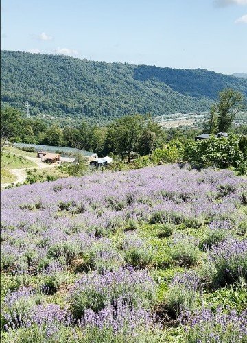Лаванда в горах Сочи