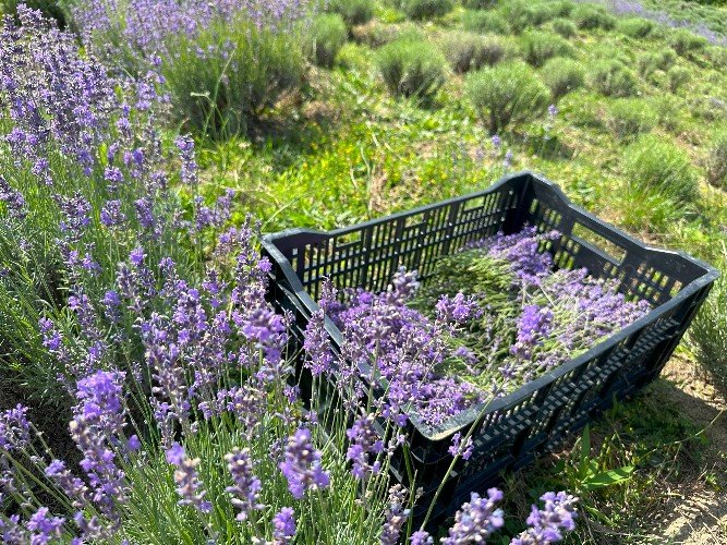 Лаванда в горах Сочи