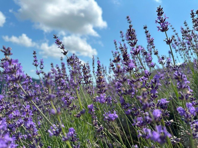 Лаванда