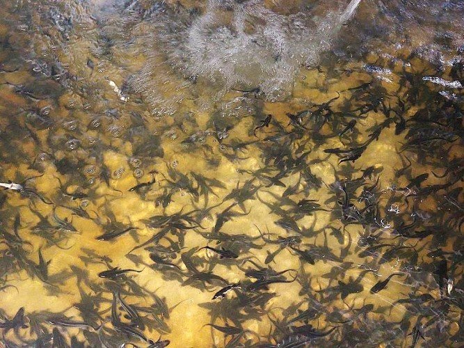 мальков выпустили в реку