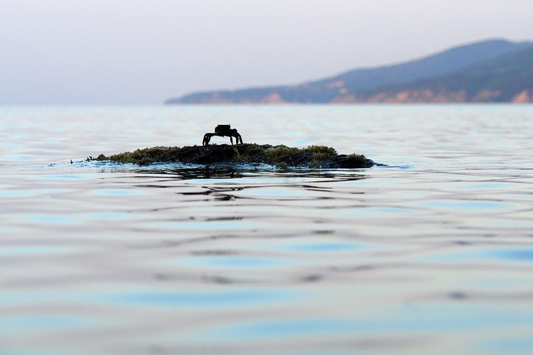 краб сидит на валуне