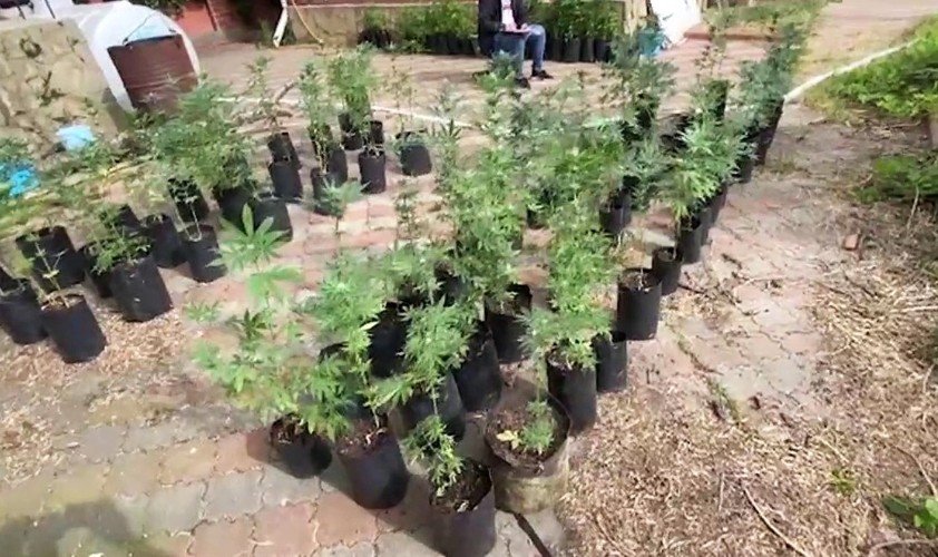 растения в горшке стоят на земле