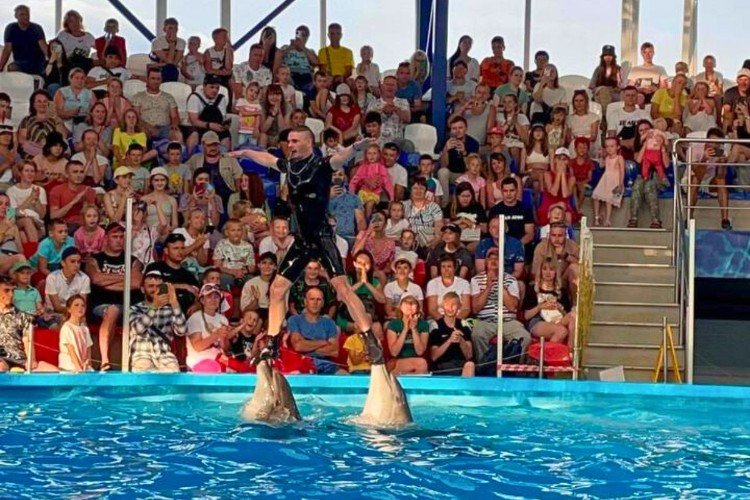 Выступление дельфинов