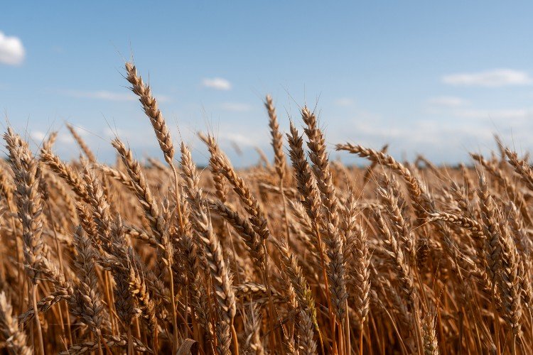 Поле пшеницы