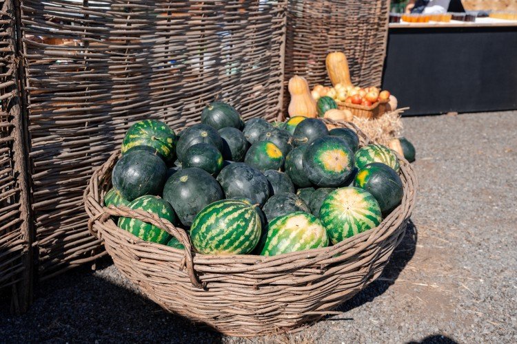 Арбузы в корзине