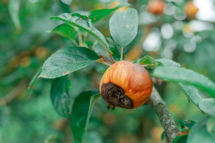 Весенние заморозки снизили урожай яблок в Краснодарском крае