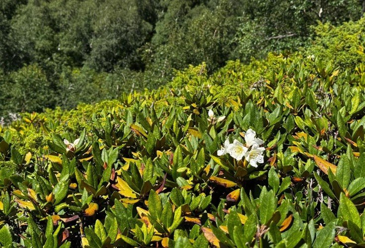 цветы растут на склоне горы