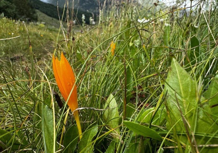 оранжевый цветок растет в траве