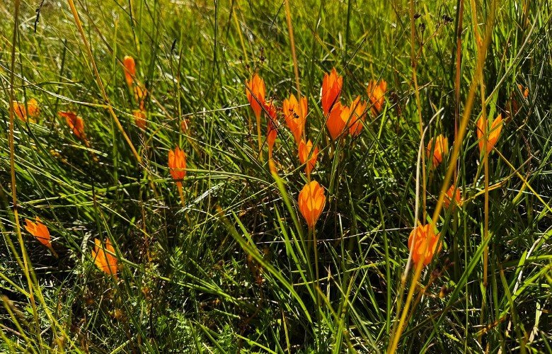 цветы распустились в горах