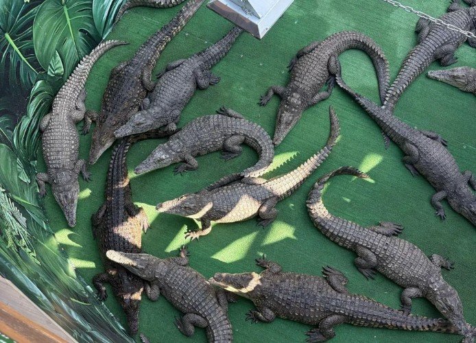 Крокодилы в вольере