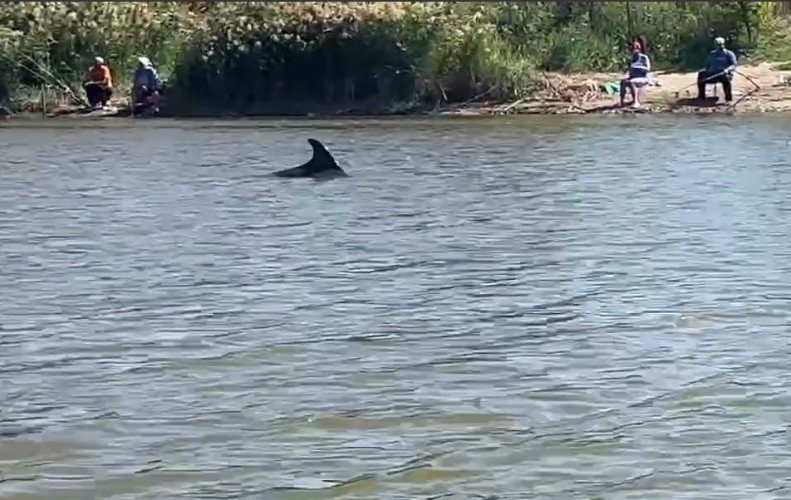 Дельфин в Бейсуге