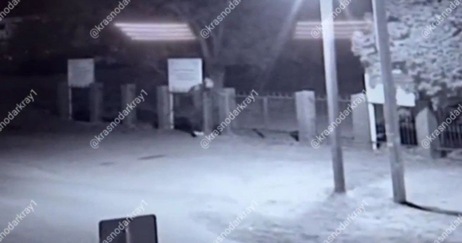 Подложили свинью: отрубленная голова стала центром скандала под Краснодаром