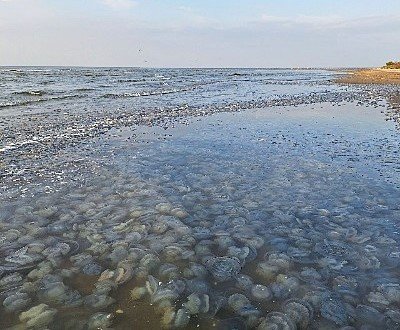 нашествие медуз