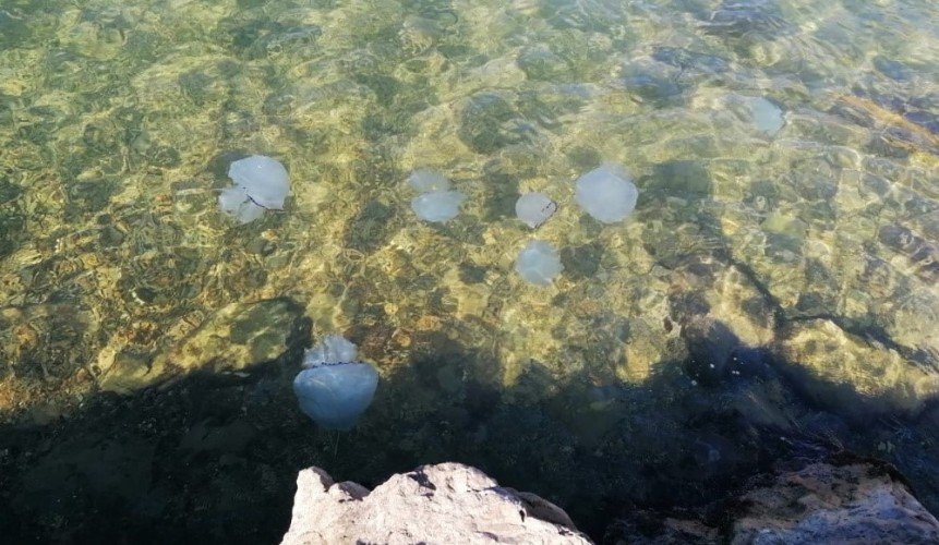 медузы плавают в море