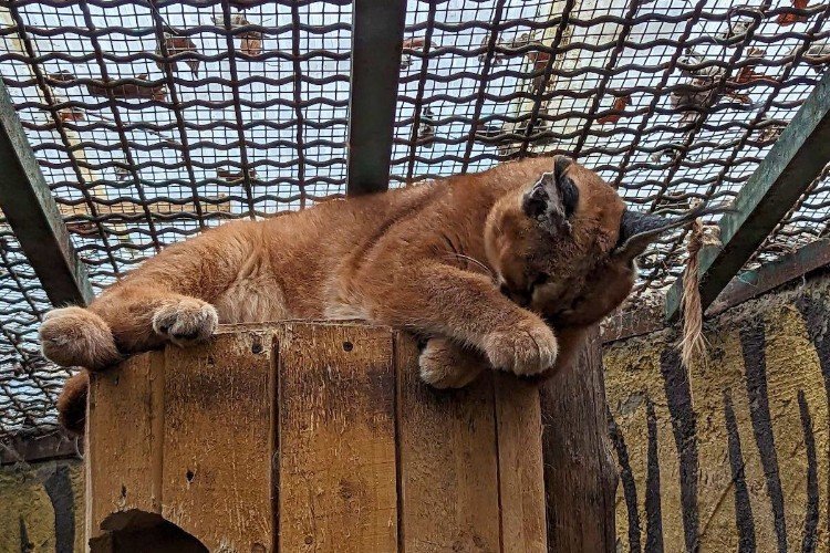 Рысь лежит на деревяшках