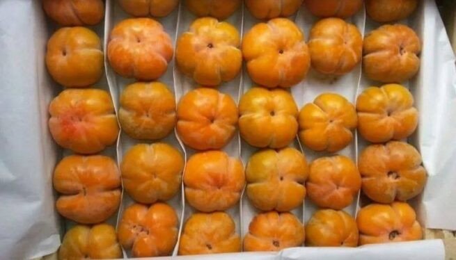 Почти 19 тонн зараженной хурмы нашли на складе в Краснодаре