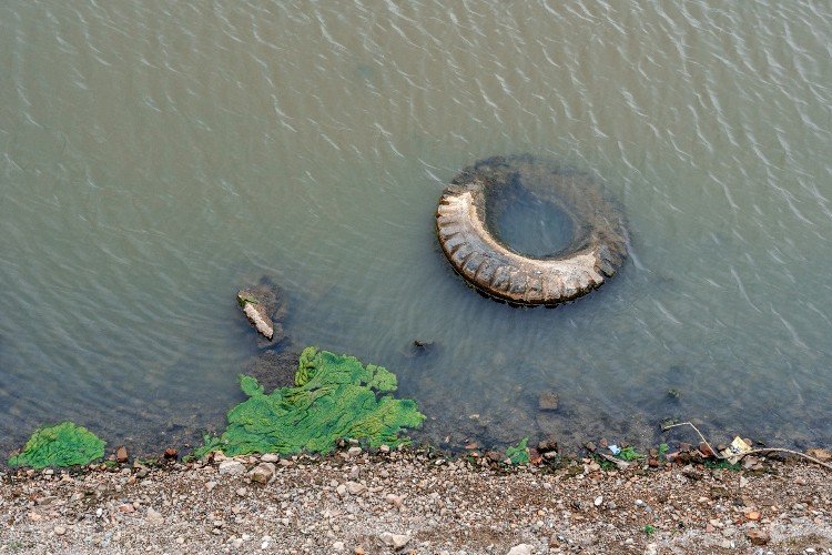 шина плавает в реке