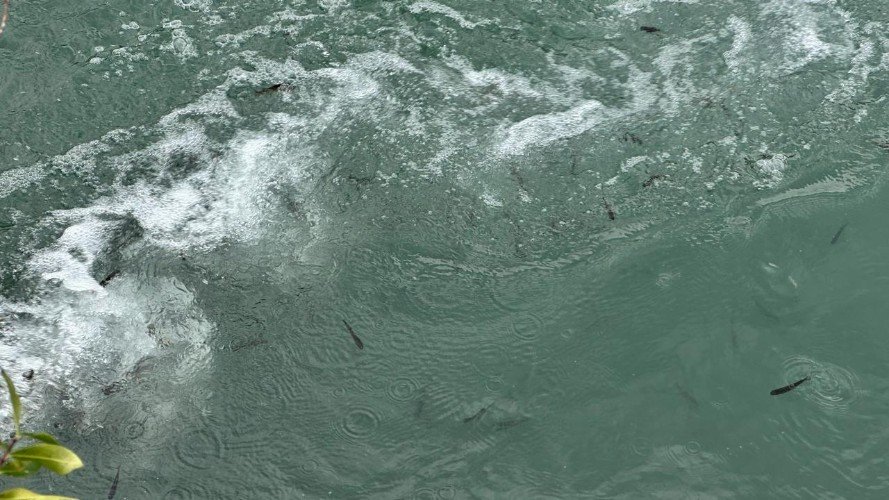 мальки плавают в реке