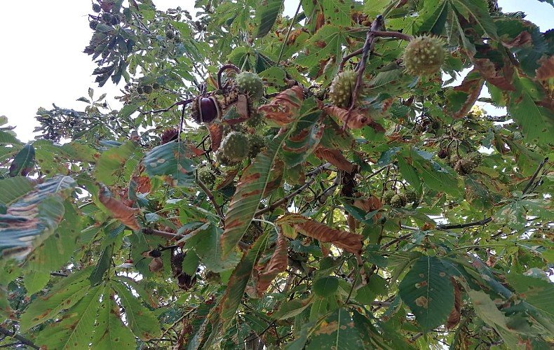 Конский каштан