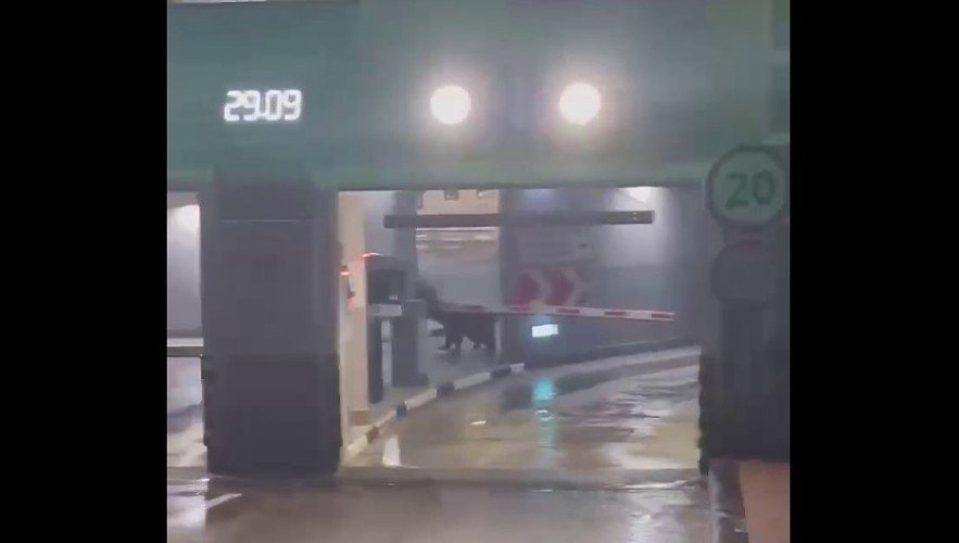 медведь бегает по парковке