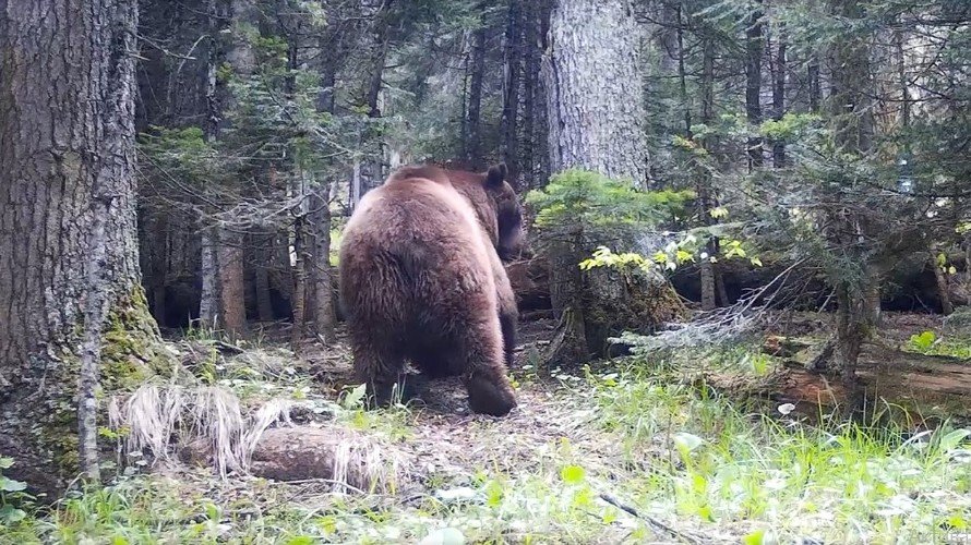 медведь в лесу
