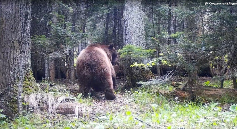 медведь в лесу