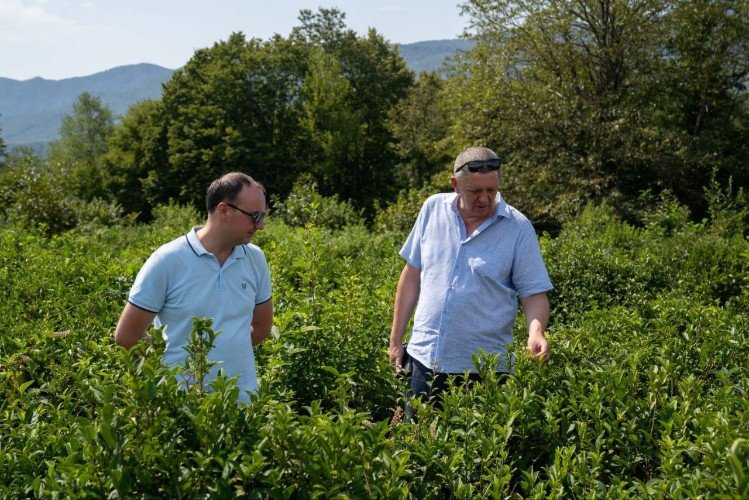 На чайных плантациях