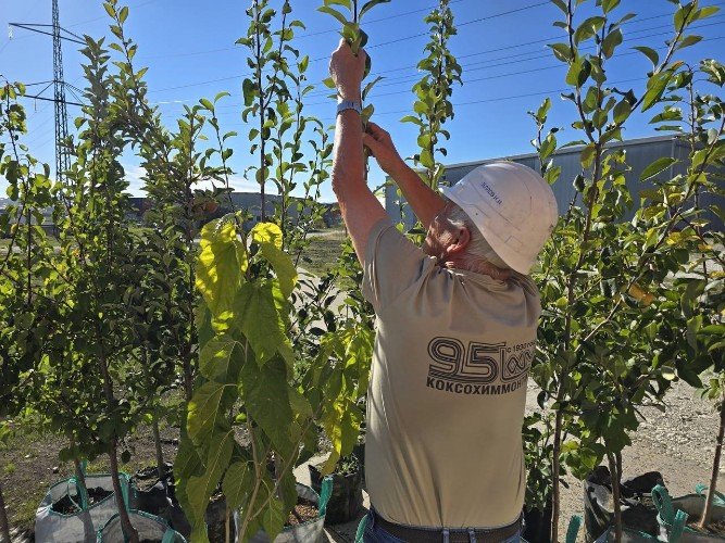 мужчина держится за куст