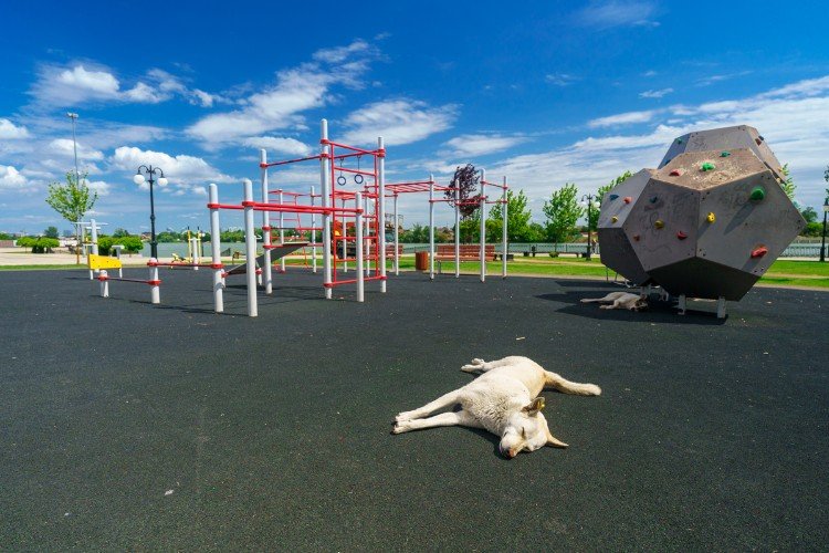 собака лежит на спортплощадке