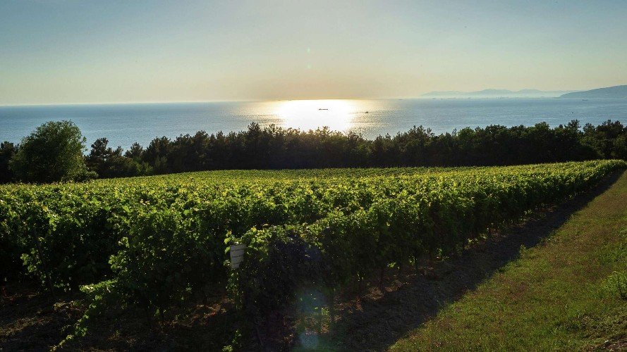 Винодельни «Усадьбы Мезыбь»