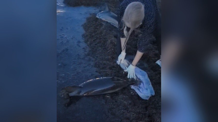 Два полуживых дельфиненка выбросились на берег в Анапе